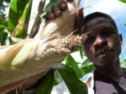 Kenya’s Biosafety Agency to Enforce GMO Regulations After Court Ruling