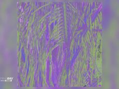 Omagoqa, Sizwe Alakine & K.Keed – Jumanji Ft Jepedoh, Mvelo Makhanya & Ms. Cosmo